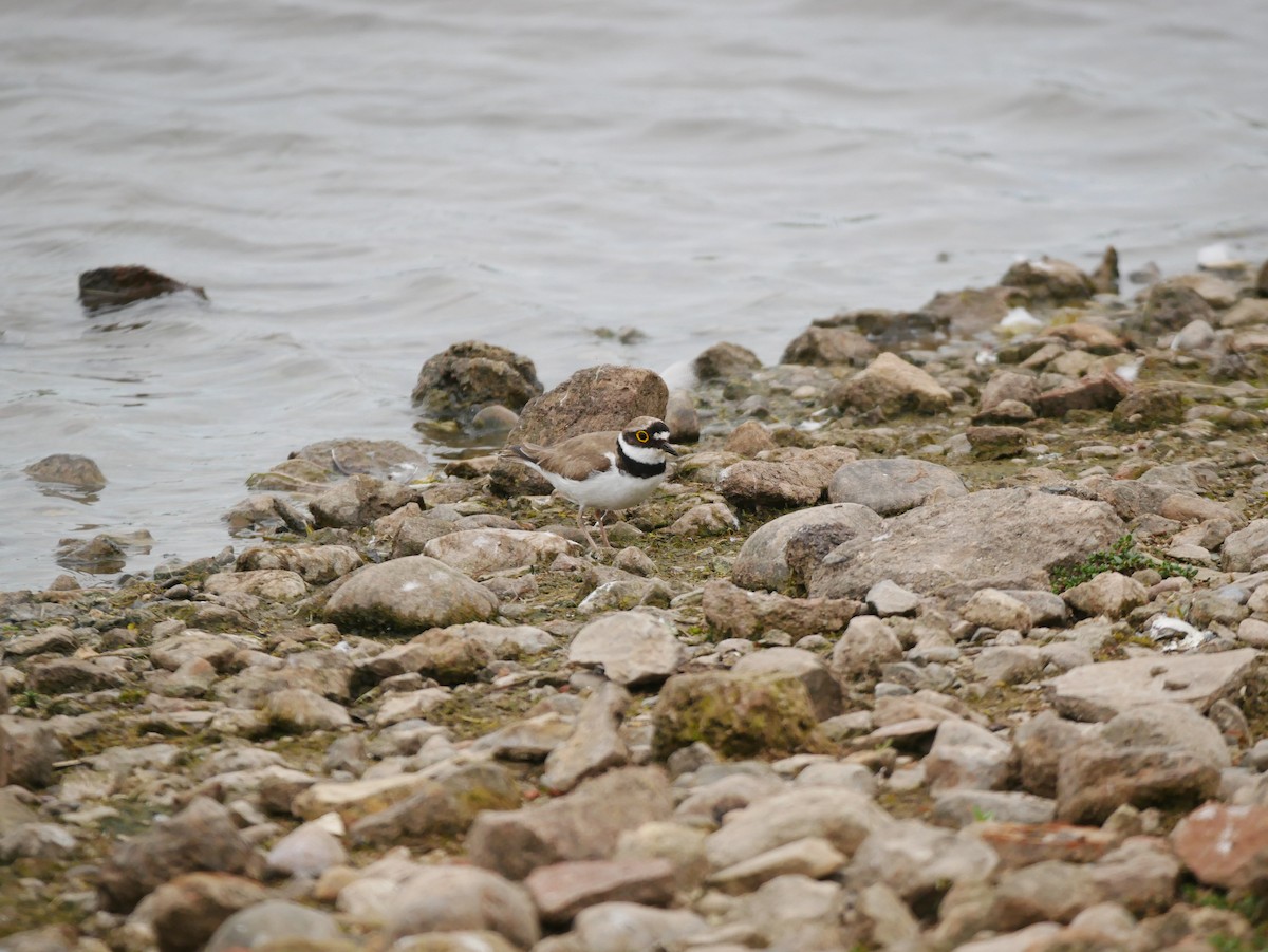Little Ringed Plover - ML637752337