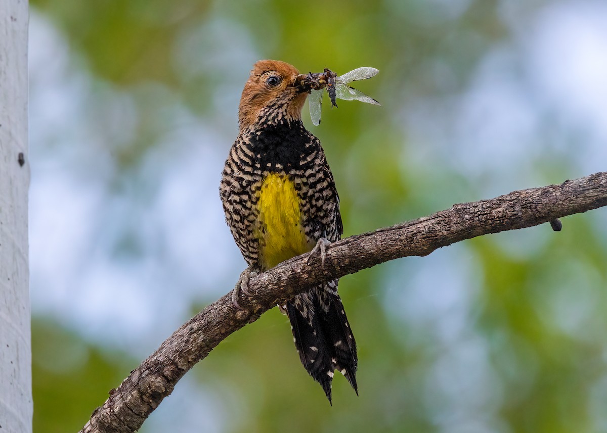 Williamson's Sapsucker - ML637752345