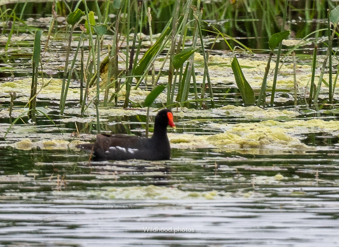 Common Gallinule - ML637752347