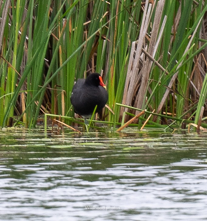 Common Gallinule - ML637752348