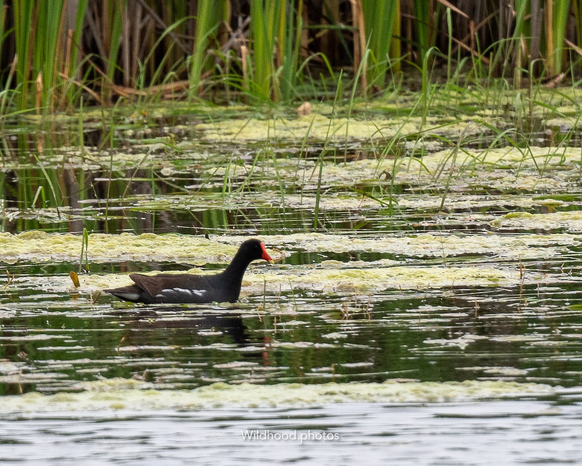Common Gallinule - ML637752349