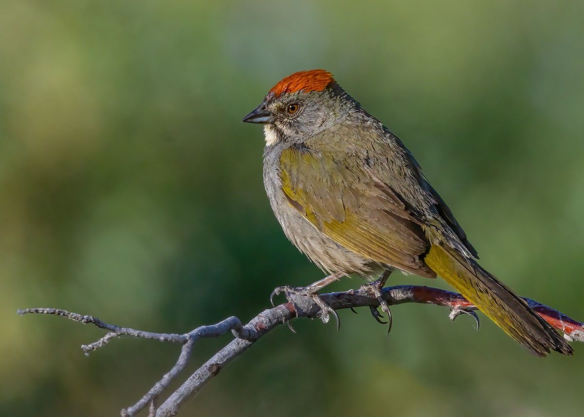 Green-tailed Towhee - ML637752388