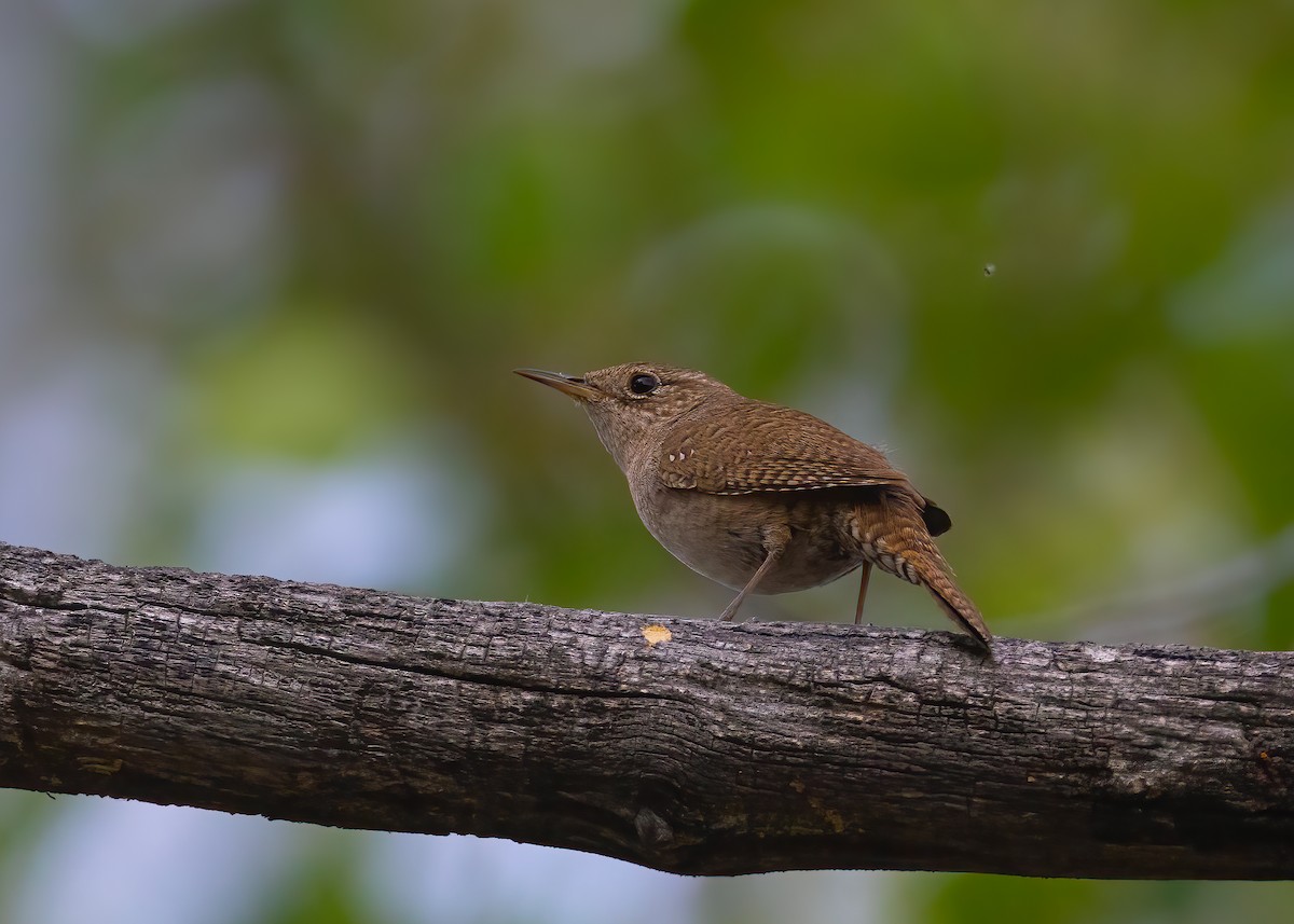 Northern House Wren - ML637752394