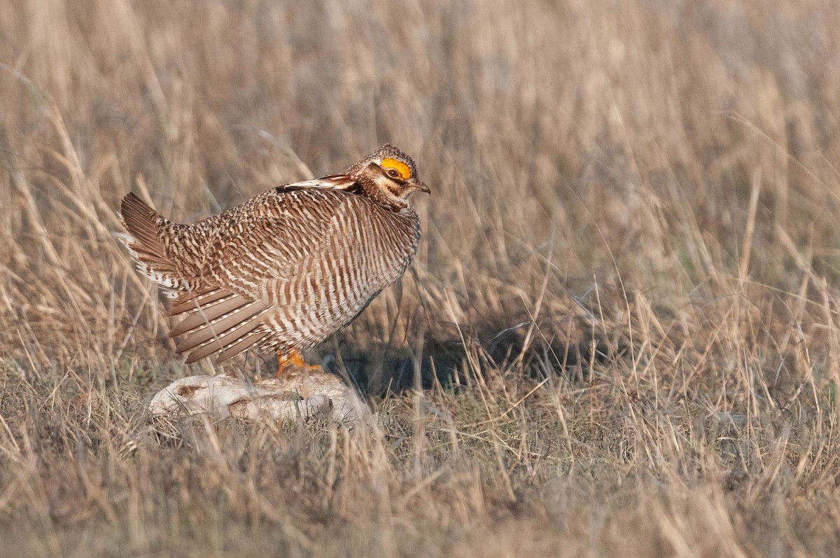Lesser Prairie-Chicken - ML637752409