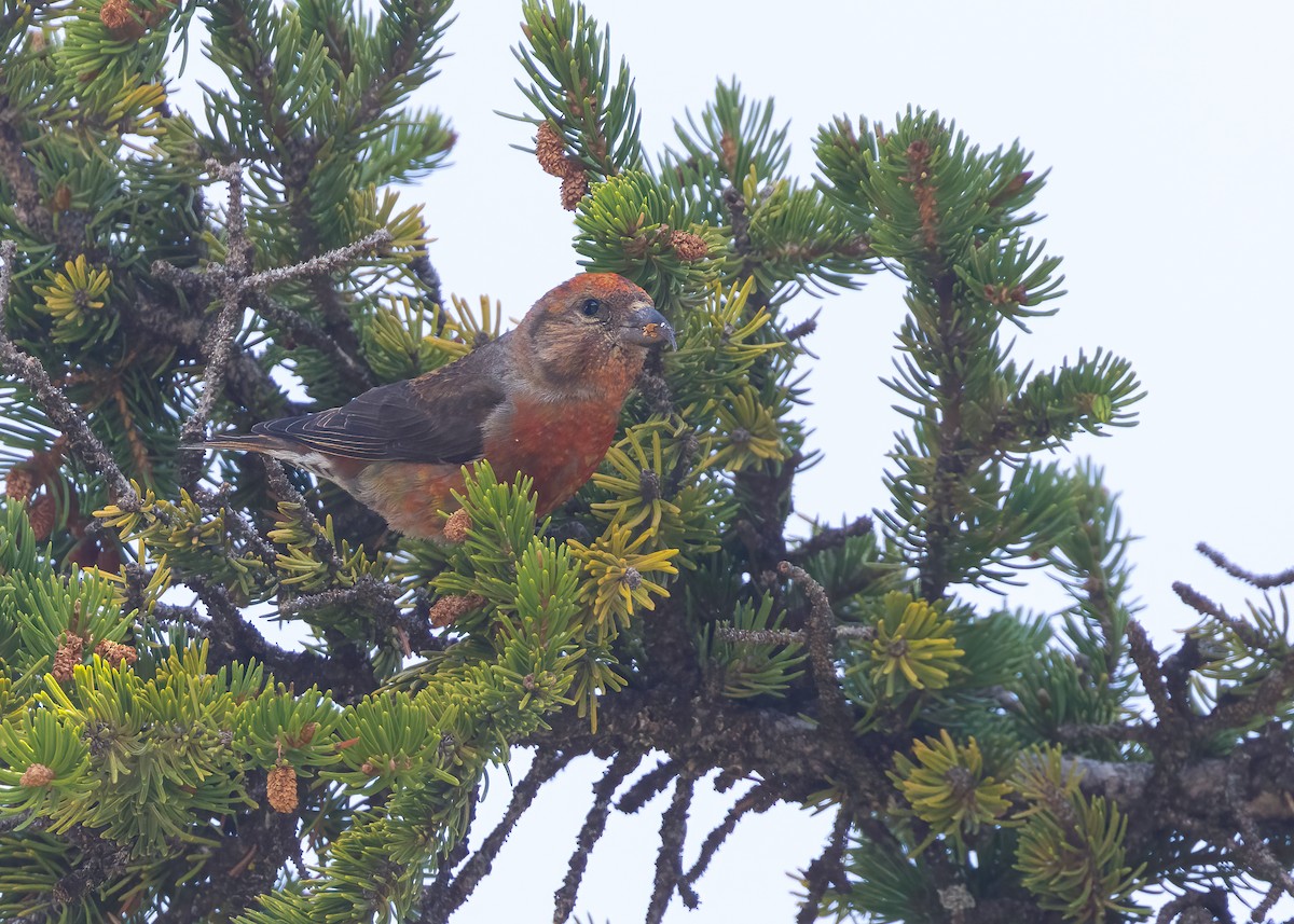 Bec-croisé des sapins - ML637752418