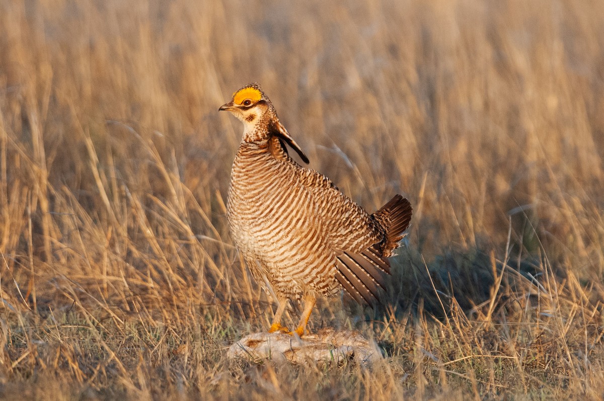 Lesser Prairie-Chicken - ML637752423