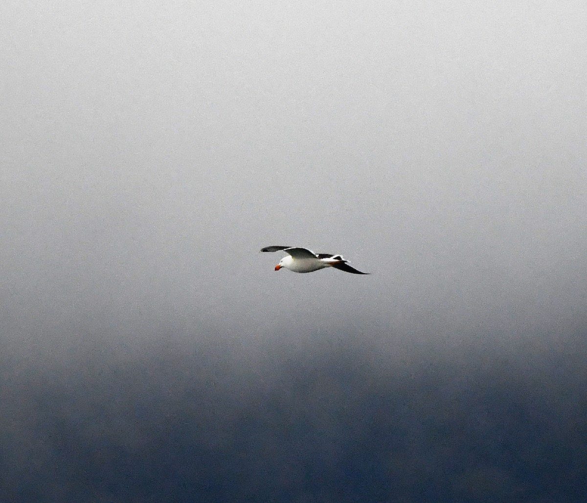 Pacific Gull - ML637752425