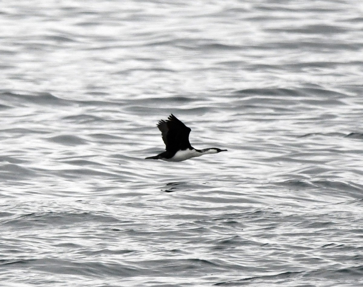 Black-faced Cormorant - ML637752426