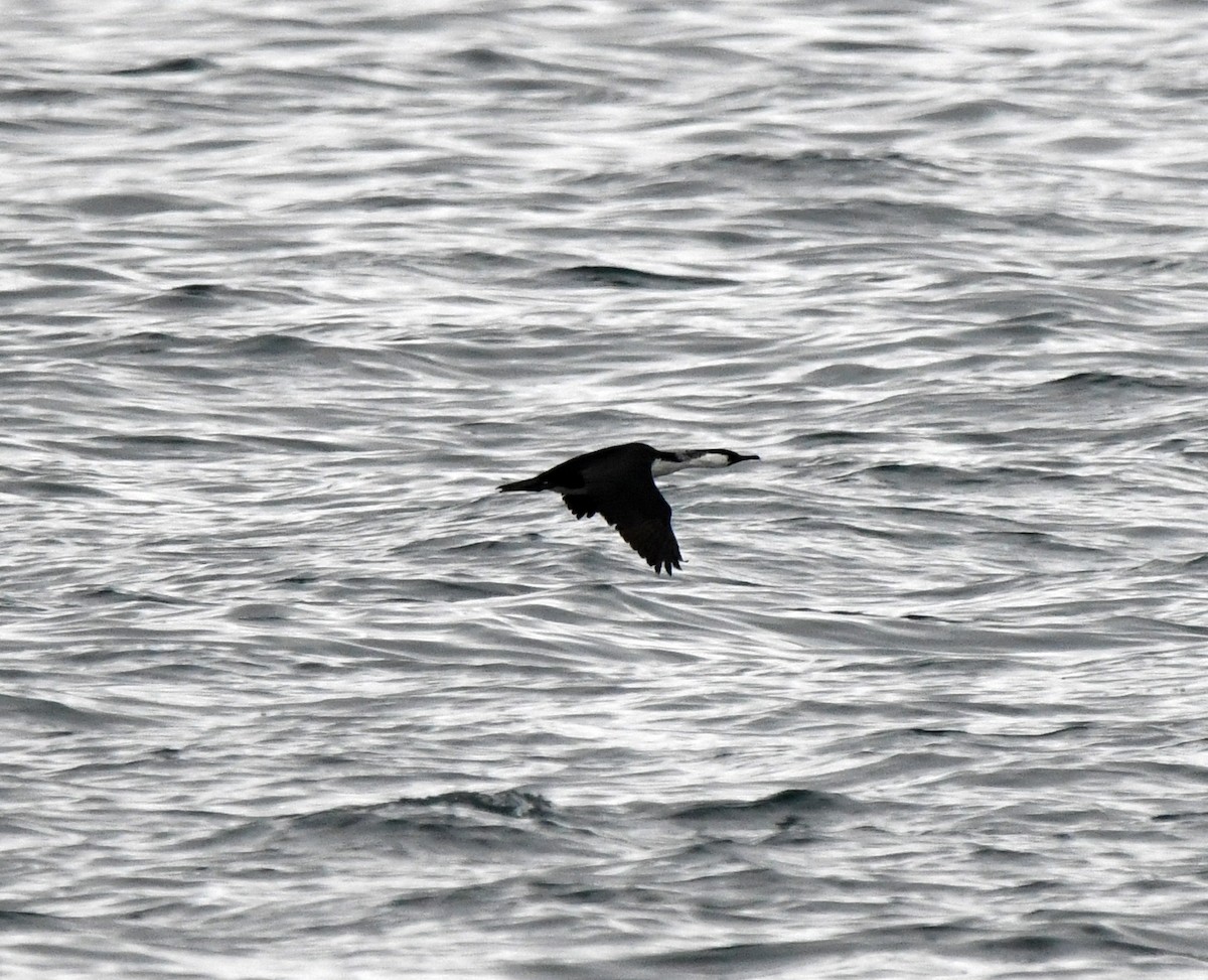 Black-faced Cormorant - ML637752427