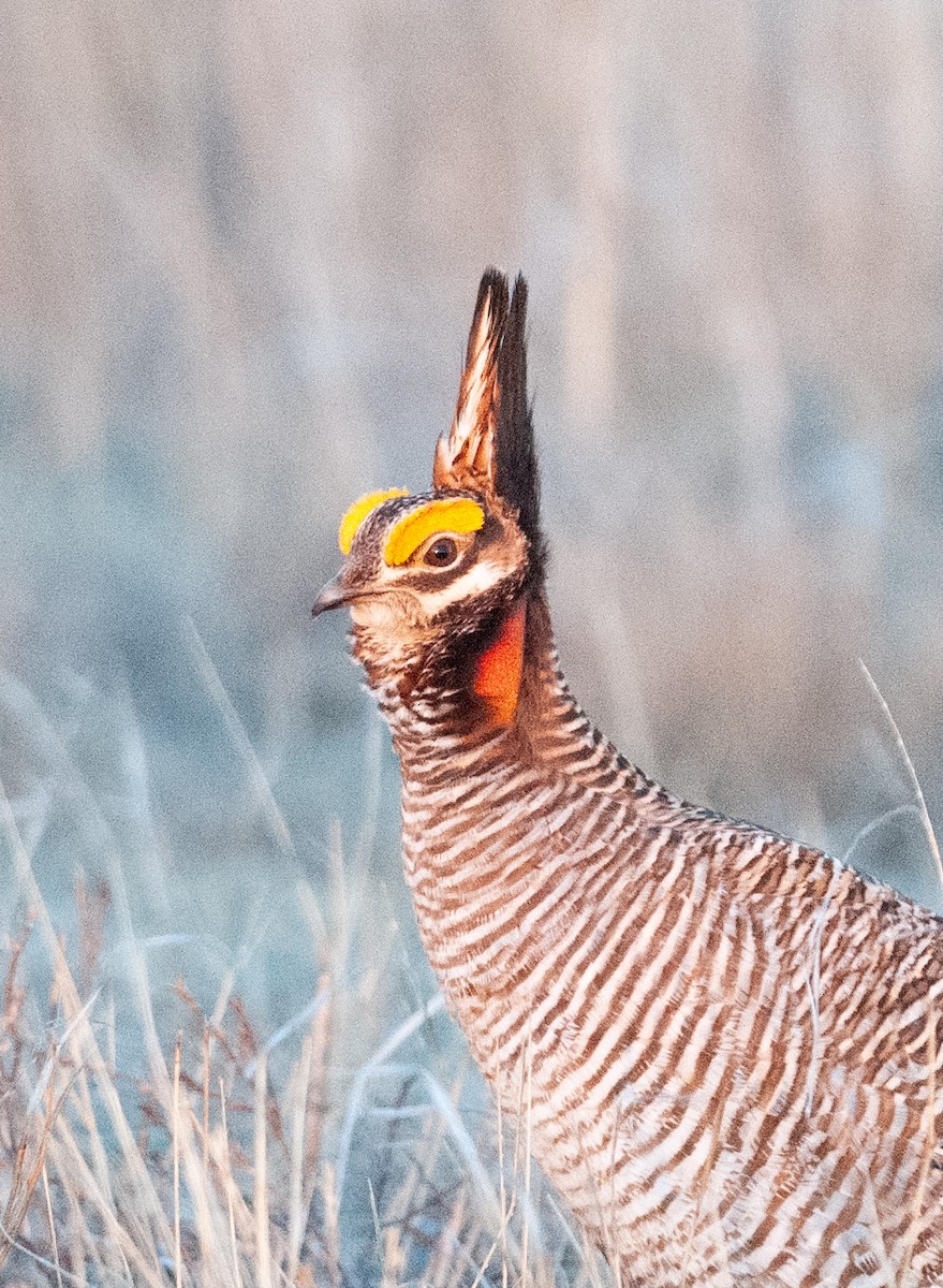 Lesser Prairie-Chicken - ML637752429
