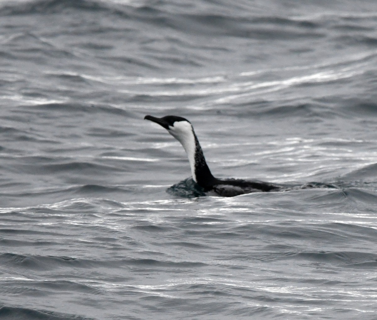 Black-faced Cormorant - ML637752430