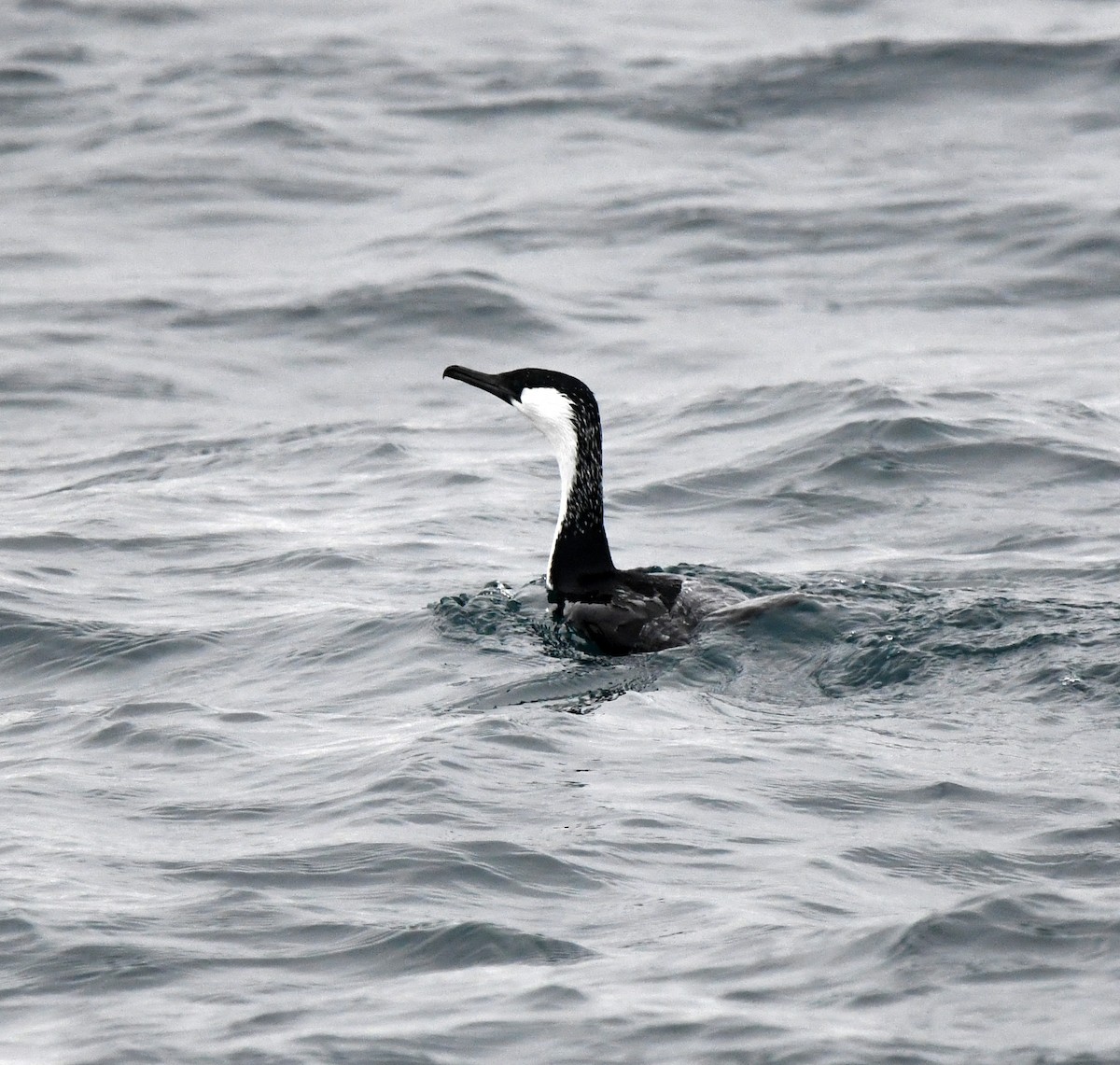 Black-faced Cormorant - ML637752431