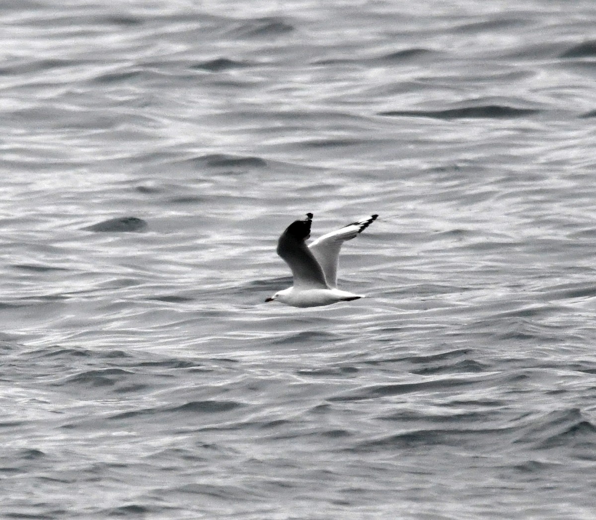 Silver Gull - ML637752433