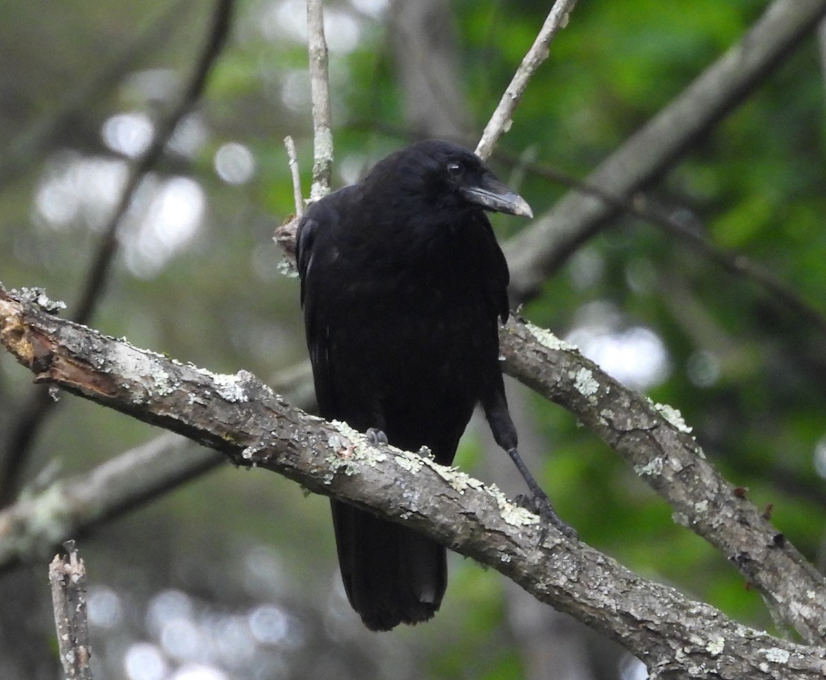 American Crow - ML637752434