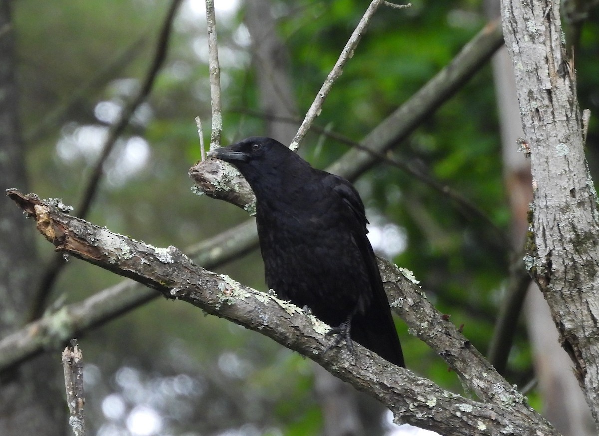 American Crow - ML637752435