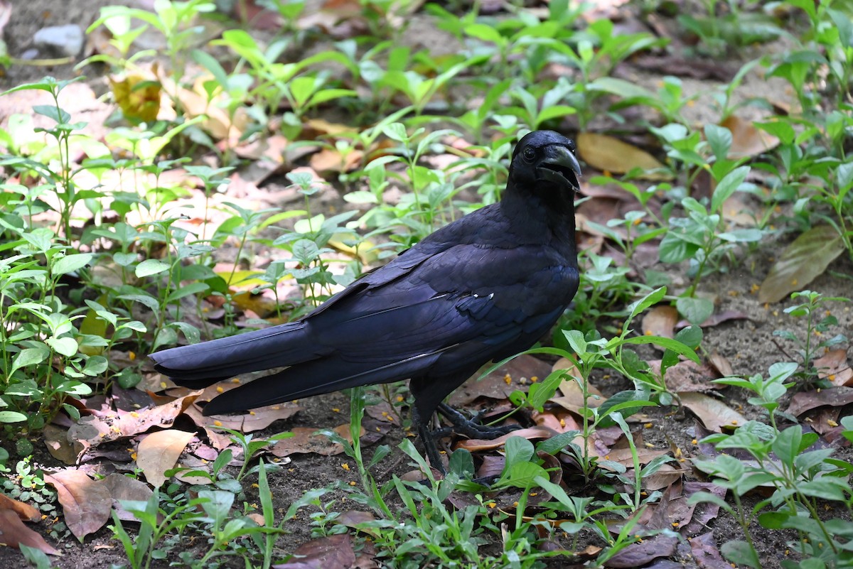 Large-billed Crow (Eastern) - ML637752437