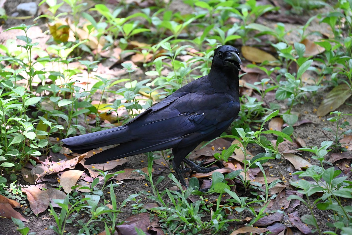 Large-billed Crow (Eastern) - ML637752438