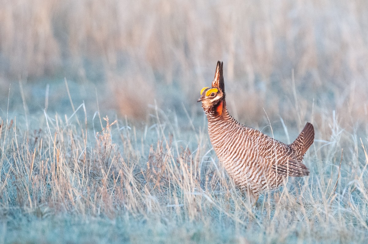 Lesser Prairie-Chicken - ML637752439