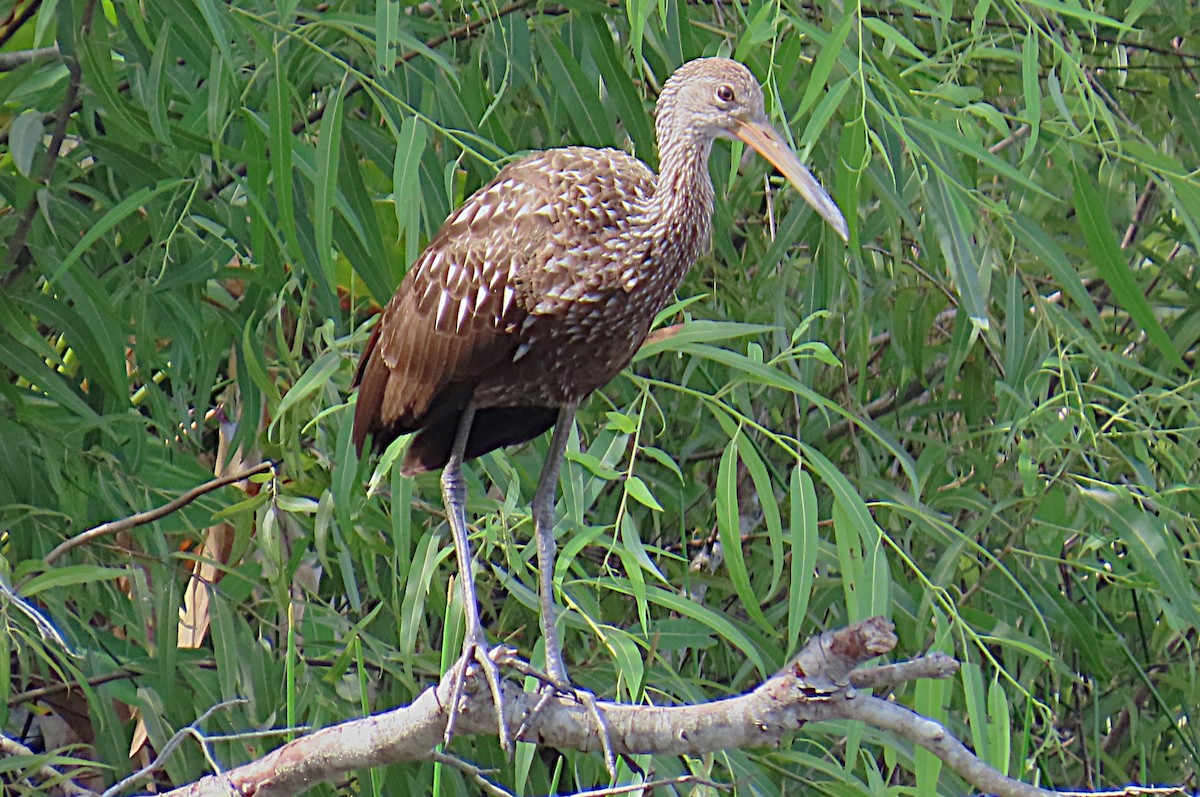 Limpkin - ML637752440