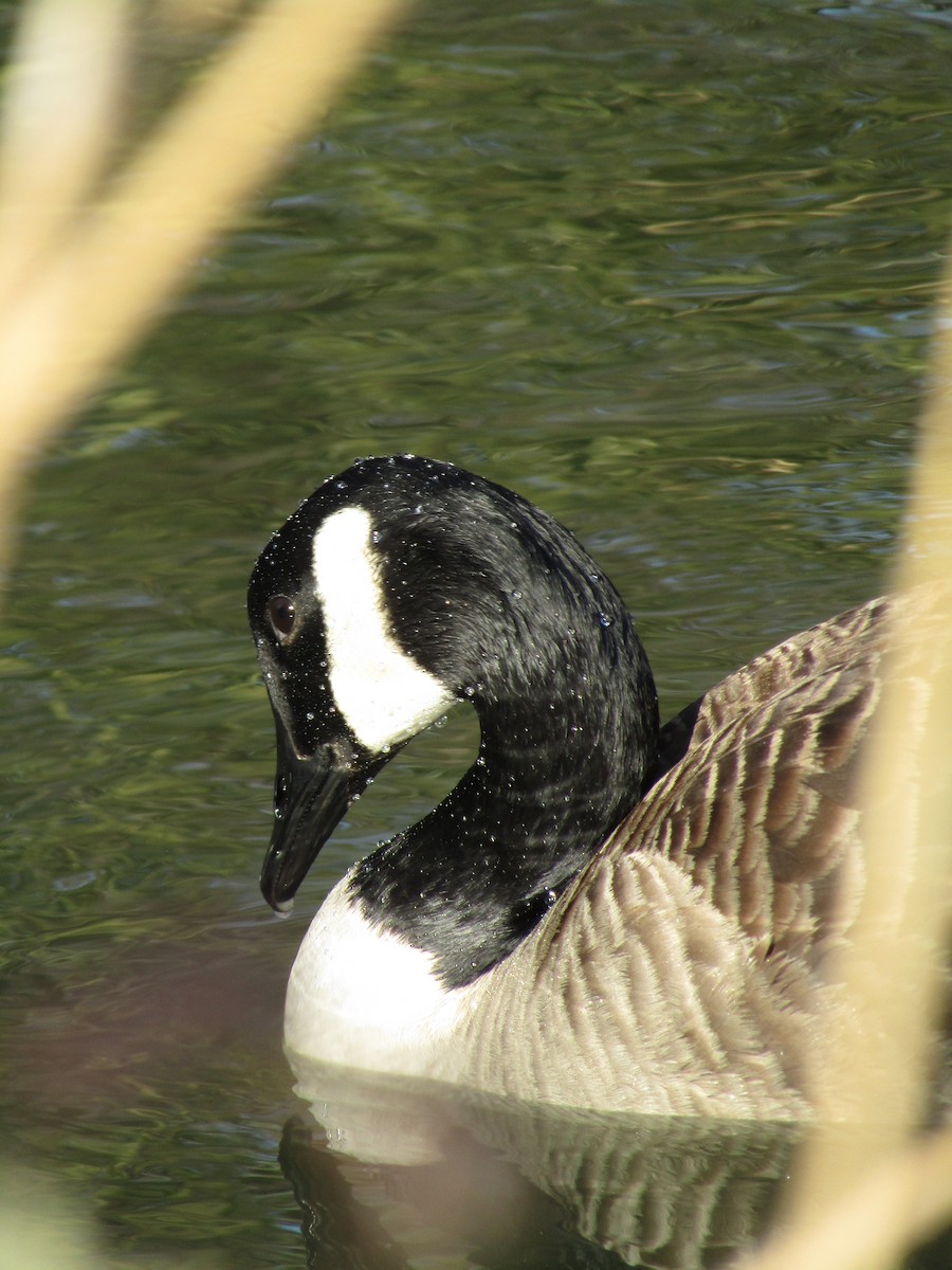 Branta kanadar handia - ML637752441