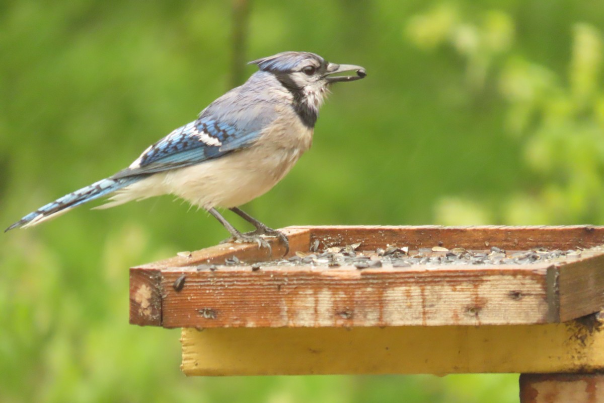 Blue Jay - ML637752442