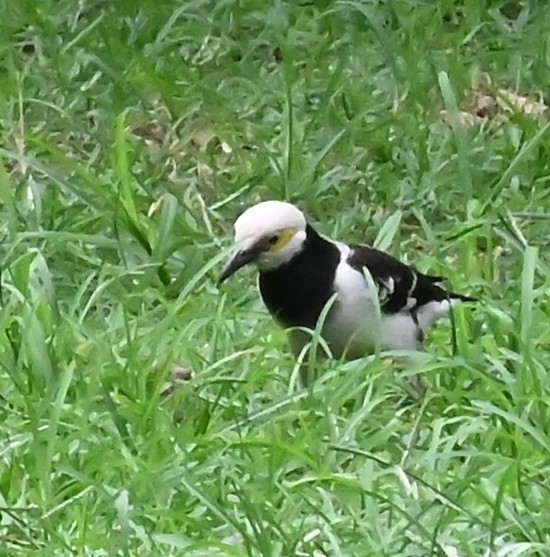 Black-collared Starling - ML637752443
