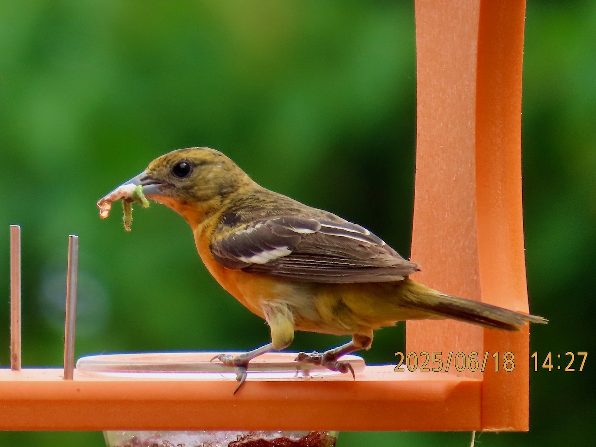 Baltimore Oriole - ML637752446