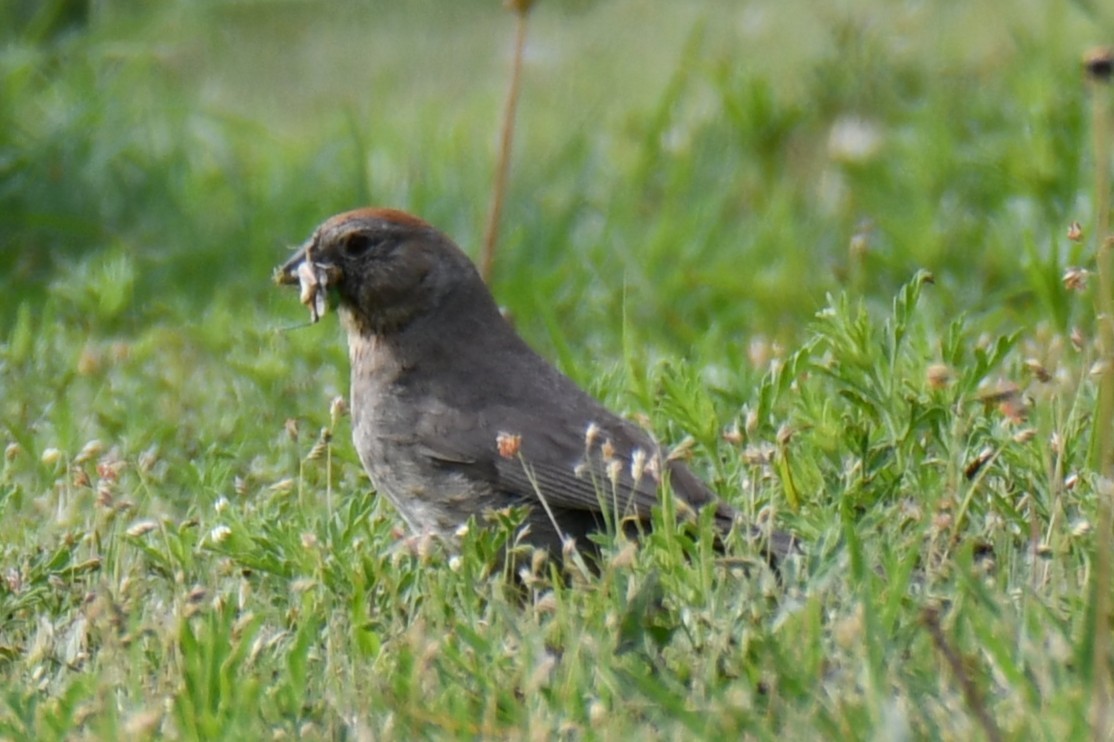 Canyon Towhee - ML637752447