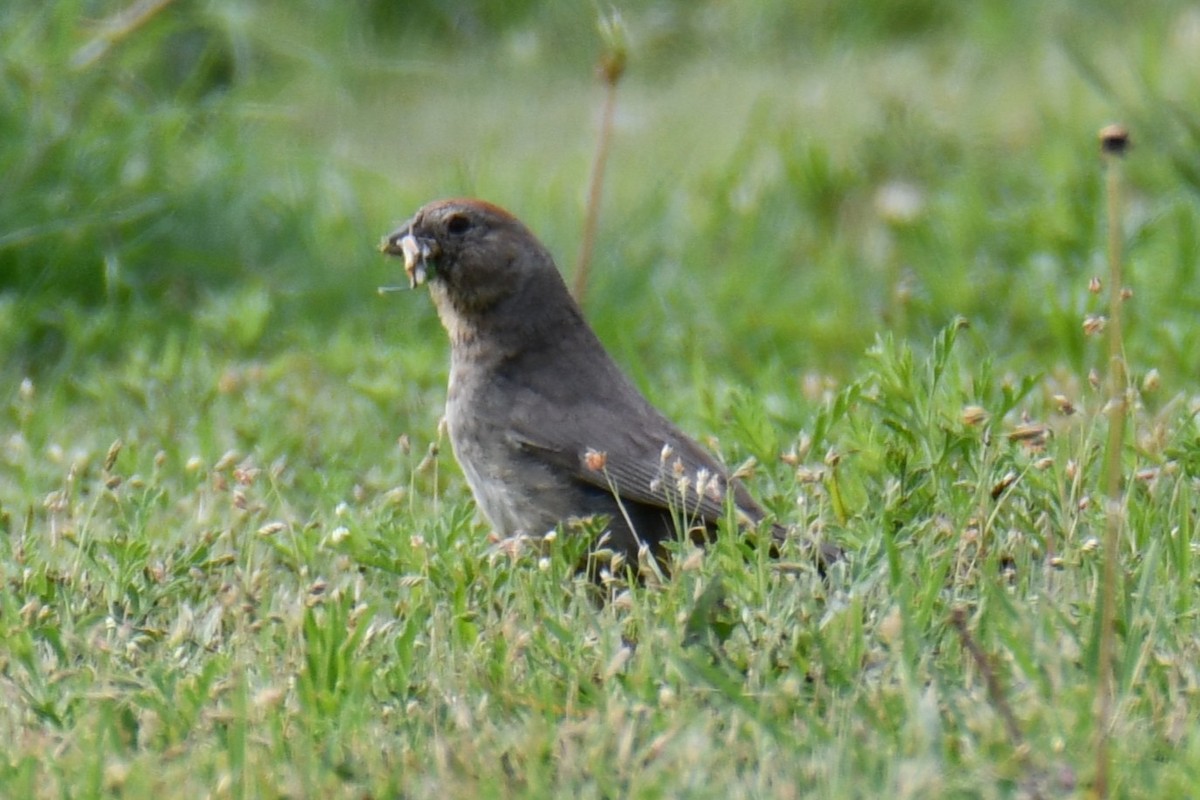 Canyon Towhee - ML637752448