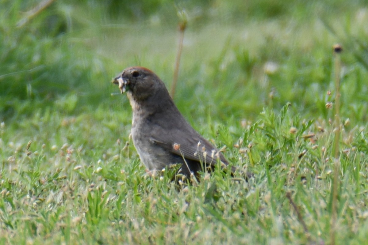 Canyon Towhee - ML637752449