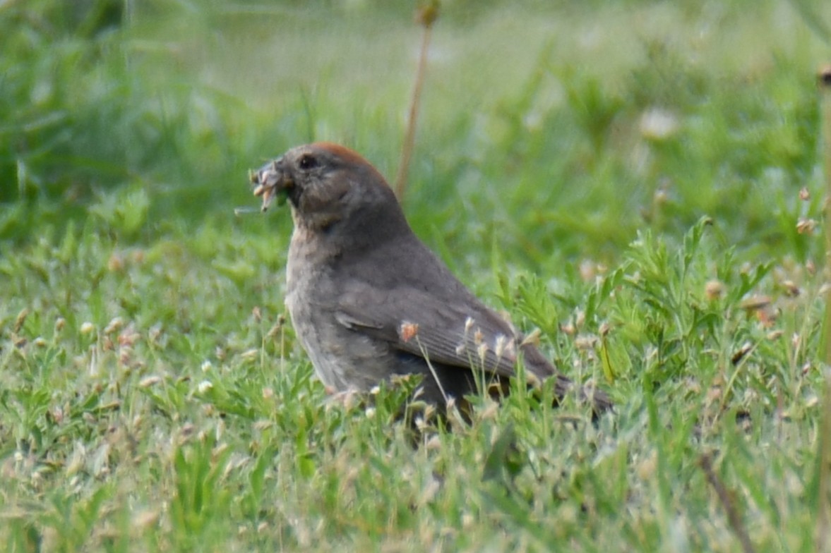 Canyon Towhee - ML637752450