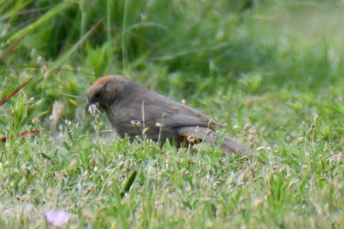 Canyon Towhee - ML637752451