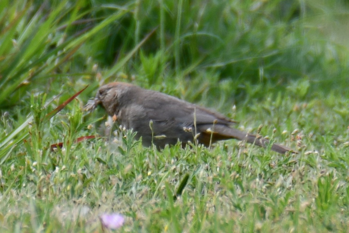 Canyon Towhee - ML637752452