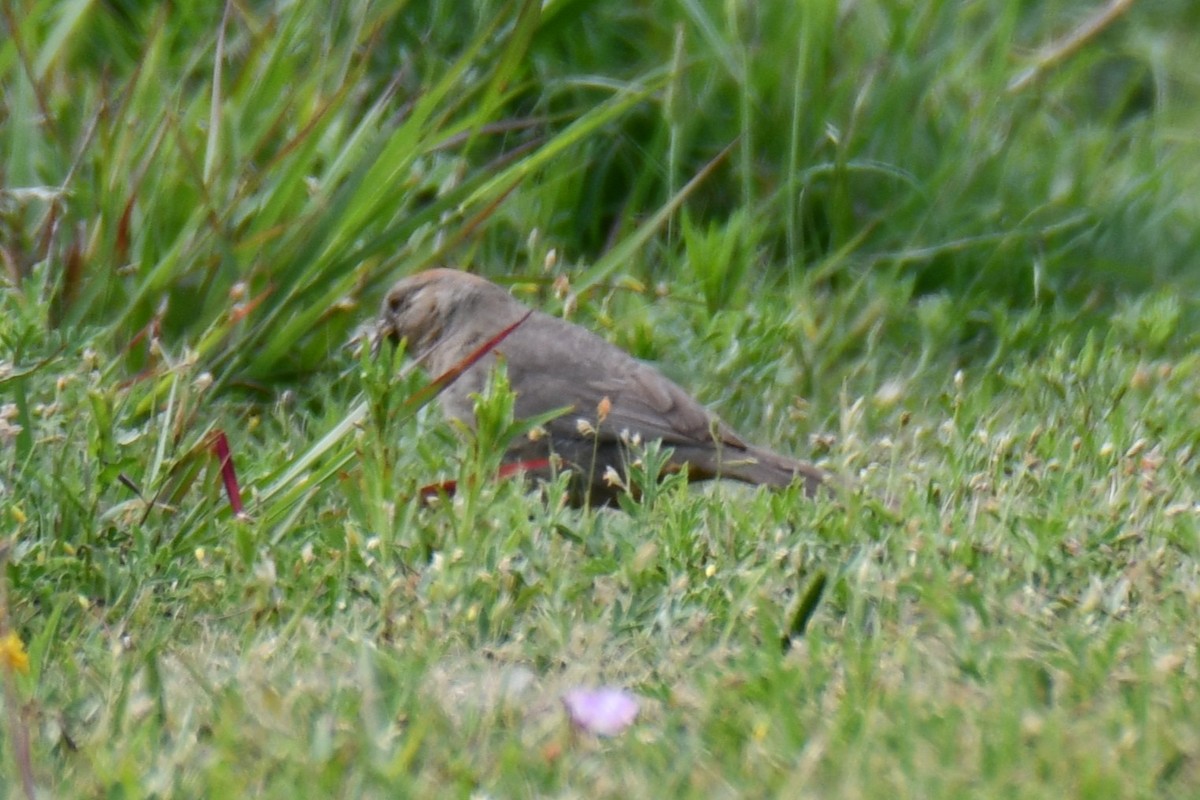 Canyon Towhee - ML637752453