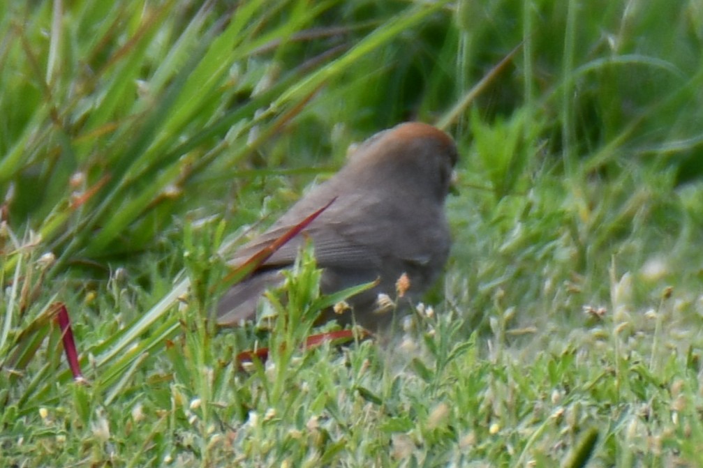 Canyon Towhee - ML637752454