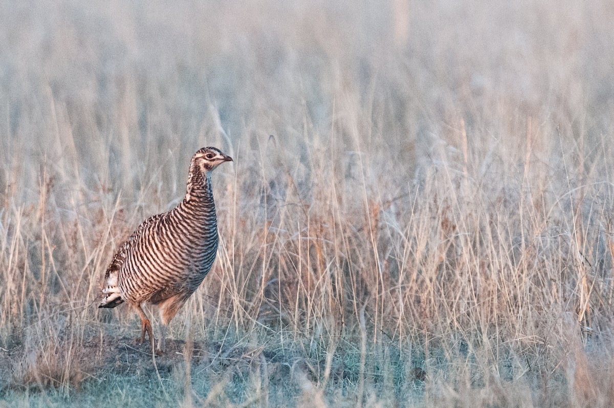Greater Prairie-Chicken - ML637752464