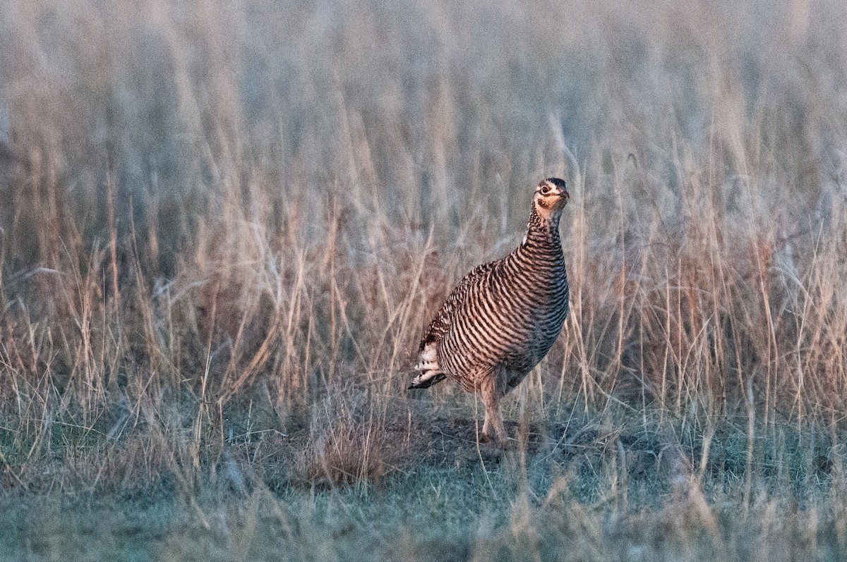 Greater Prairie-Chicken - ML637752470