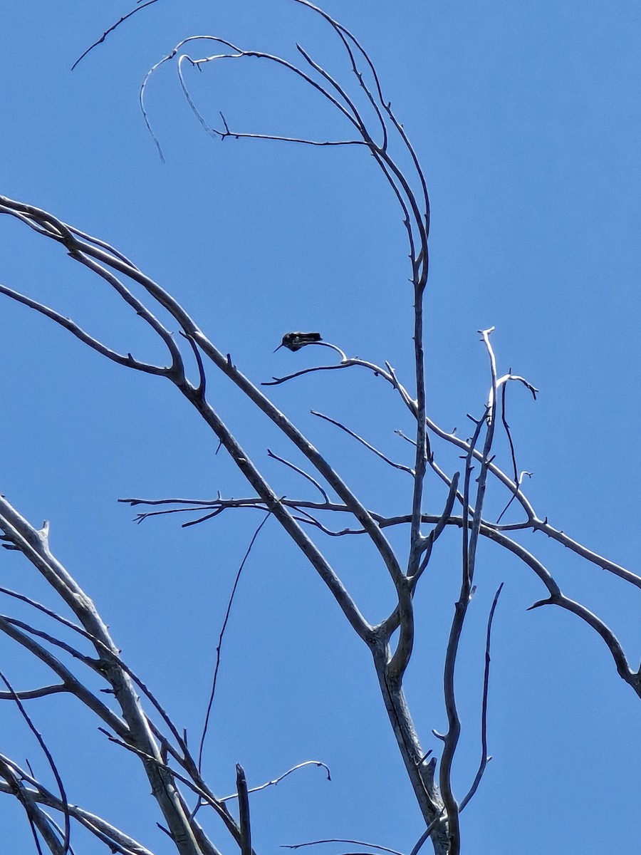 Black-chinned Hummingbird - ML637752534