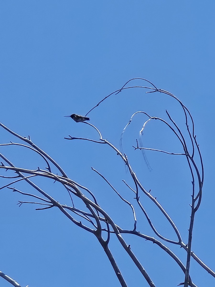 Black-chinned Hummingbird - ML637752535