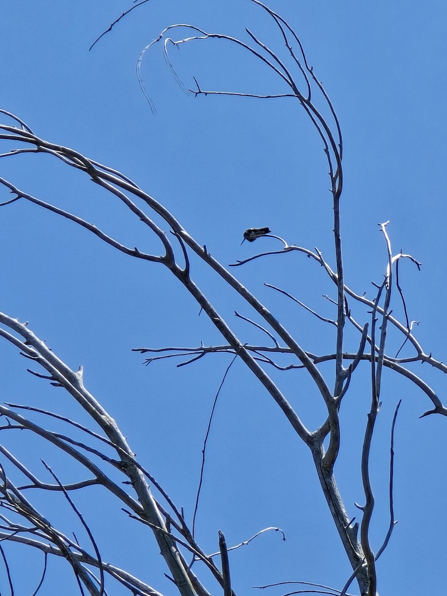 Black-chinned Hummingbird - ML637752537