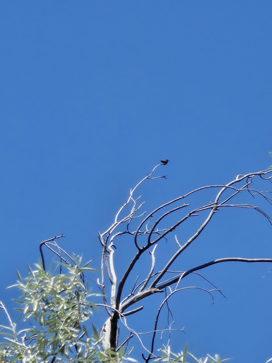 Black-chinned Hummingbird - ML637752538