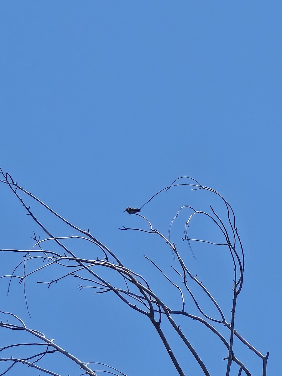 Black-chinned Hummingbird - ML637752539