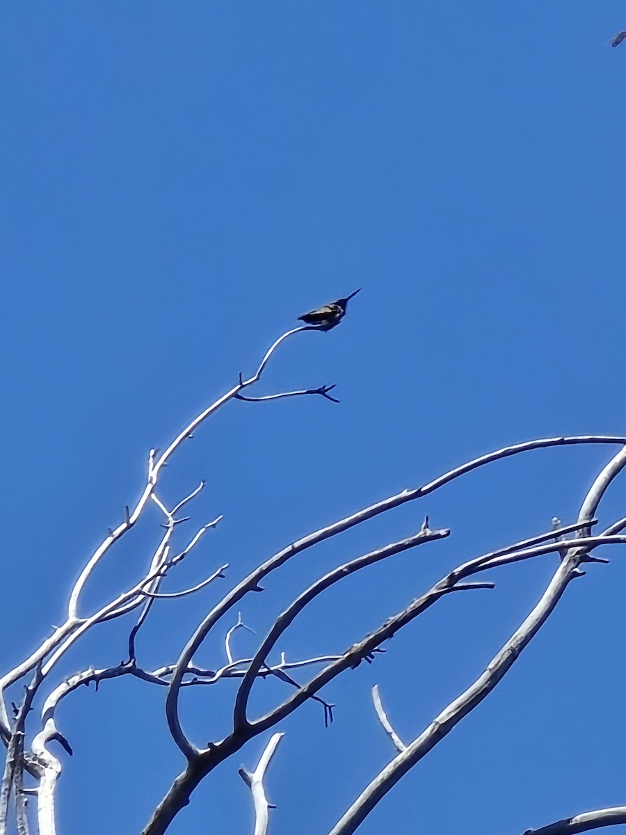 Black-chinned Hummingbird - ML637752540