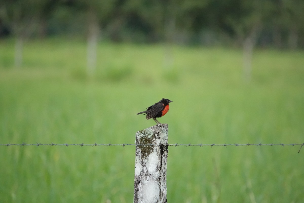 Red-breasted Meadowlark - ML637752551