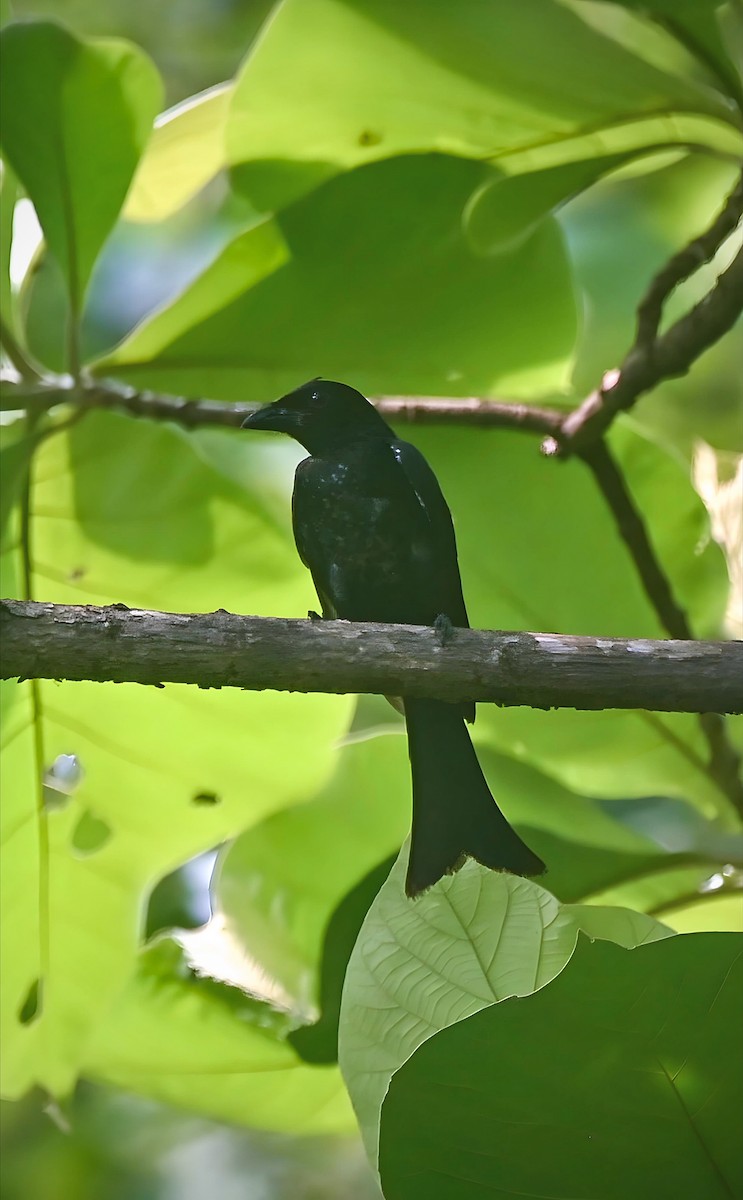 Crow-billed Drongo - ML637752604