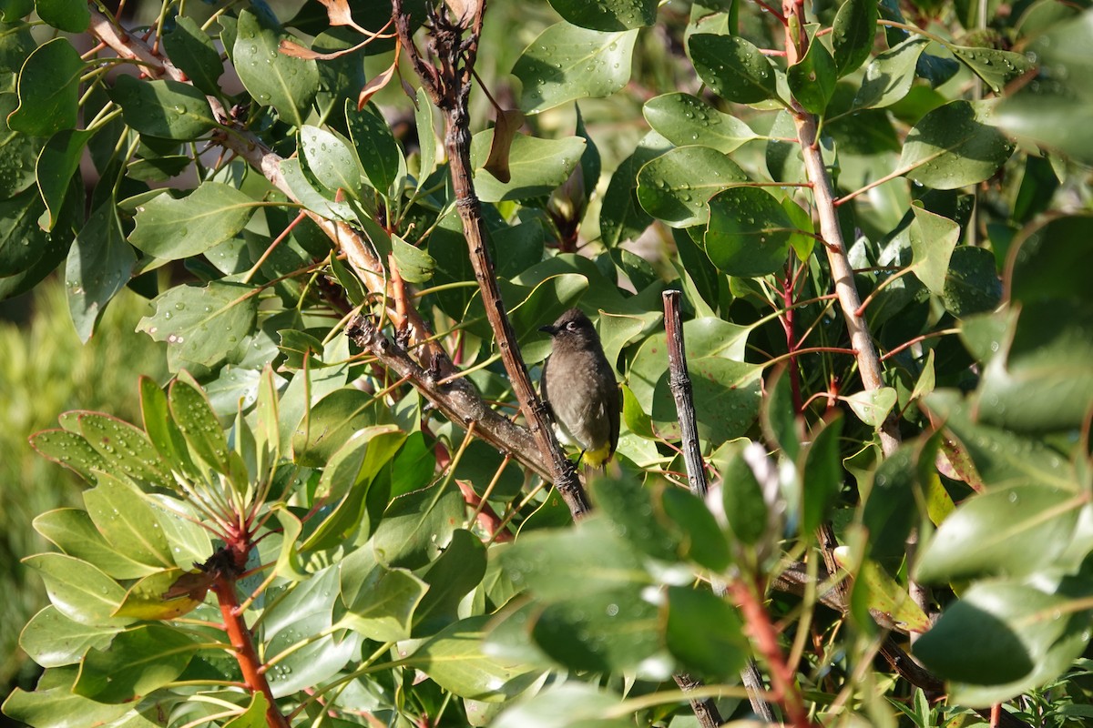 Cape Bulbul - ML637752615