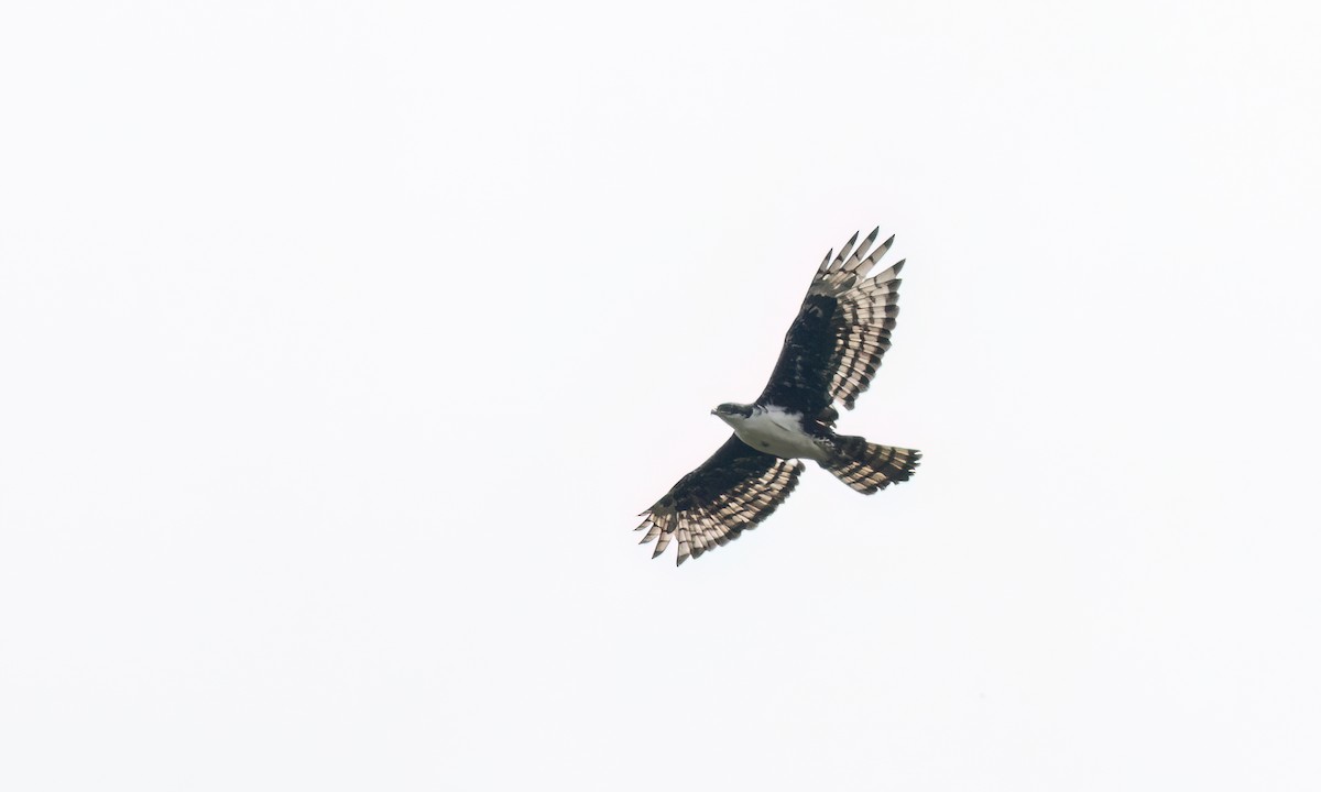 Cassin's Hawk-Eagle - ML637752624