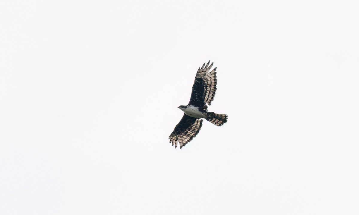 Cassin's Hawk-Eagle - ML637752625