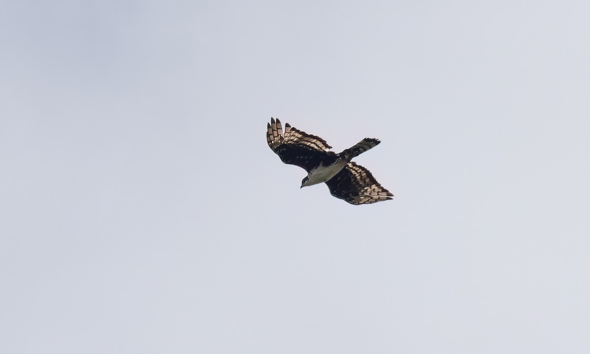 Cassin's Hawk-Eagle - ML637752626