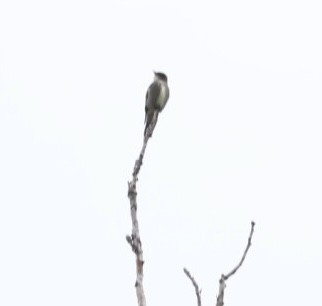 Olive-sided Flycatcher - ML637752647
